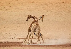 Raising: Southern Giraffe. Fighting males in the dry and