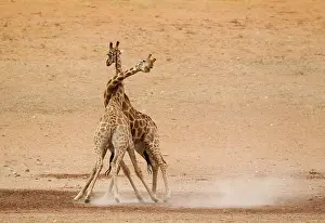 Raising: Southern Giraffe. Fighting males in the dry and
