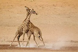 Raising: Southern Giraffe. Fighting males in the dry and