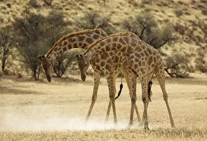 311017: Southern Giraffe - fighting males in the dry Auob