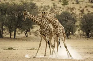 Riverbed: Southern Giraffe - fighting males in the dry Auob