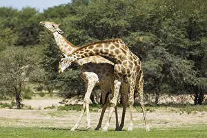 Struggle: Southern Giraffe - fighting males - during the rainy