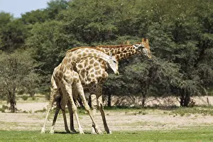 Struggle: Southern Giraffe - fighting males - during the rainy