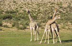 140717: Southern Giraffe - fighting males - during the rainy