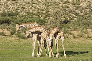 Dominance: Southern Giraffe - fighting males - during the rainy
