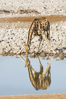 Oryx: Southern Giraffe (Giraffa camelopardalis giraff