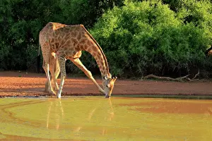 Tswalu: Southern giraffe (Giraffa camelopardalis giraffa)