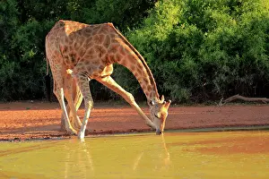 Tswalu: Southern giraffe (Giraffa camelopardalis giraffa)