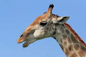 Giraffe: Southern giraffe (Giraffa camelopardalis giraffa), a