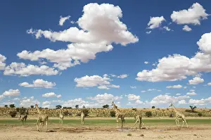 Rainwater: Southern Giraffe - herd gathered at a rainwater