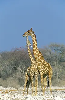 Zoopharmacognosy: Southern Giraffe - the larger bull sucks a bone