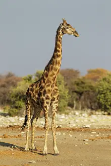 Camelopardalis: Southern Giraffe - male