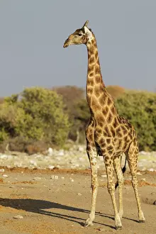 Camelopardalis: Southern Giraffe - male