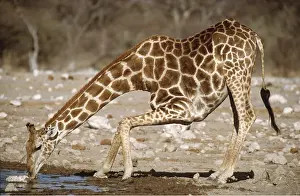 Bending: SOUTHERN GIRAFFE - Male drinking at Klein Namutoni Waterhole