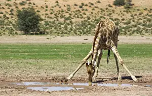 Bending: Southern Giraffe - male - drinking at a rainwater