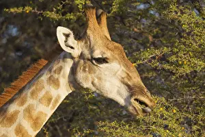 311017: Southern Giraffe - male - feeding on the leaves