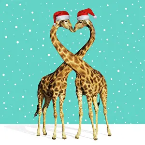 281217: Southern Giraffe, male and female embracing, kissing