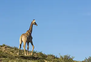 Roaming: Southern Giraffe - male - roaming in the evening