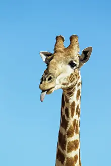 Sticking: Southern Giraffe. Male sticking out his tongue