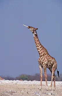 Zoopharmacognosy: Southern Giraffe - male sucks bone for its calcium