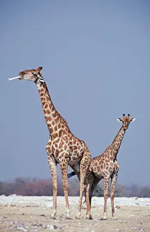 Zoopharmacognosy: Southern Giraffe - Male (with bone) and Female