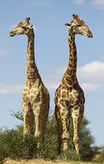 Argument: Southern Giraffe - two males - Kalahari Desert
