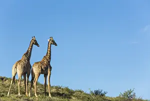 Natu: Southern Giraffe - two males - Kalahari Desert