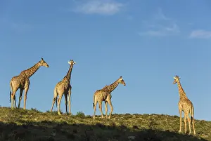 140717: Southern Giraffe - four males in the last light