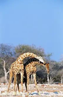 Necking: Southern GIRAFFE - males necking