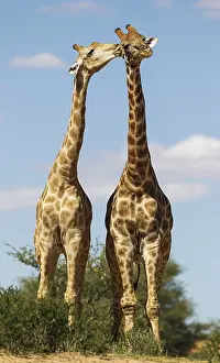 140717: Southern Giraffe - two males - social contact -