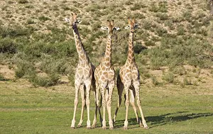 Start: Southern Giraffe - three males - about to start