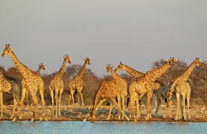Bending: Southern Giraffe - meeting at a waterhole in the evening