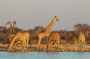 Bending: Southern Giraffe - meeting at a waterhole in the evening