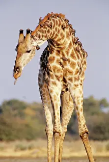 Oxpeckers: Southern Giraffe - with Oxpeckers (Buphagus africanus)