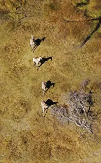 Roaming: Southern Giraffe roaming in freshwater marshland aerial view