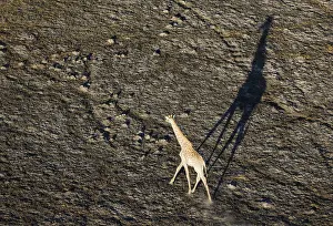 Endorheic: Southern Giraffe - roaming male in the late evening