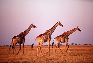 Giraffes: SOUTHERN GIRAFFE - x three at sunset