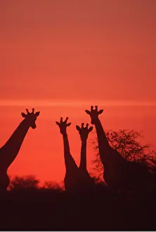 Giraffes: SOUTHERN GIRAFFE - x four In Sunset