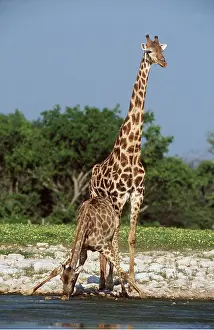 Outs: SOUTHERN GIRAFFE x two, Female (drinking) and Male