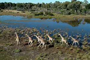 Delta: Southern Giraffes