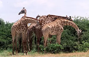 Clem Haagner: SOUTHERN GIRAFFES - x five, browsing