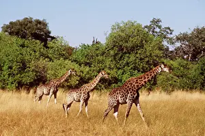 Clem Haagner: SOUTHERN GIRAFFES - x three, walking