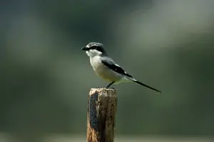 Shrikes: Southern Grey Shrike