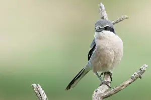 Meridionalis: Southern Grey Shrike
