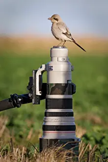 Lens: Southern Grey Shrike