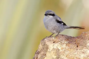 Lanius: Southern Grey Shrike