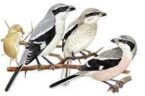 Lanius: Southern Grey Shrike
