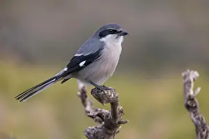 Iberian: Southern grey shrike (Lanius meridionalis), Iberian
