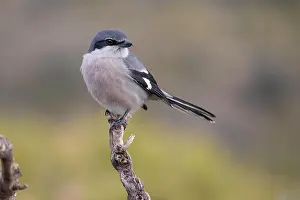 Iberian: Southern grey shrike (Lanius meridionalis), Iberian