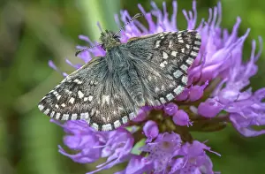 Skipper: Southern Grizzled Skipper, Pyrgus malvoides, on